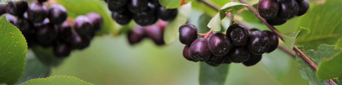 Aronia Berries