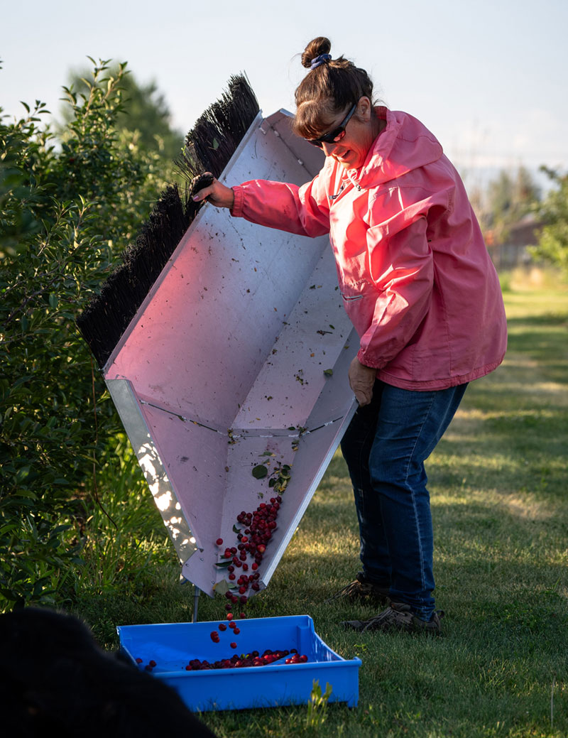 Catherine harvesting cherries