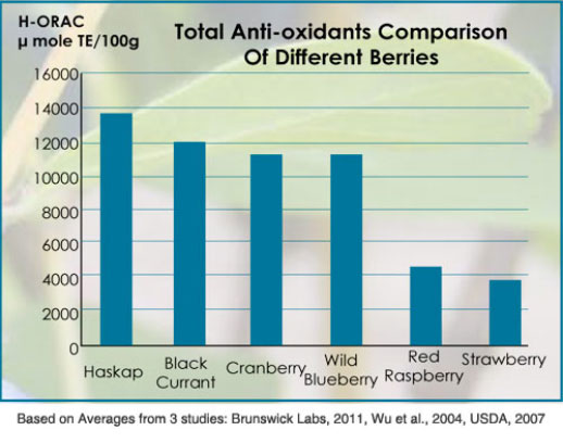 Haskap antioxidant comparison