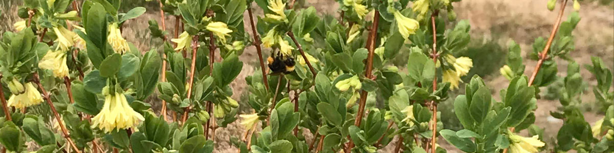 Haskap Blossoms and a Bee