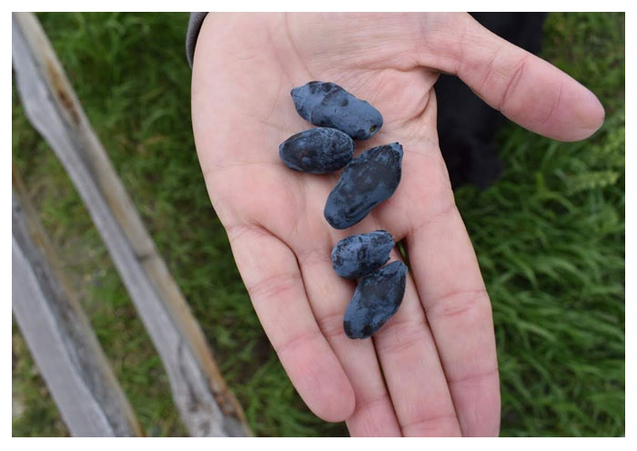 Haskap berries