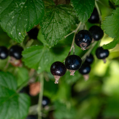 CURRANTS